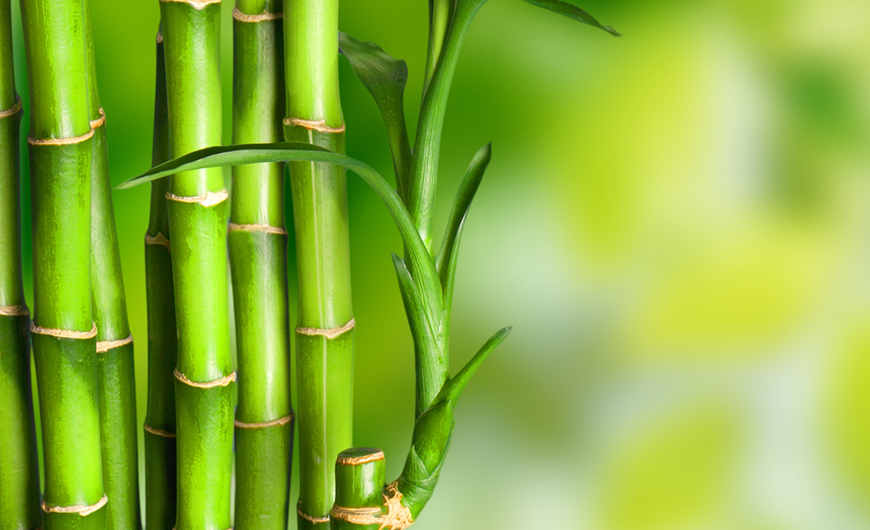 Bambusz kivonat